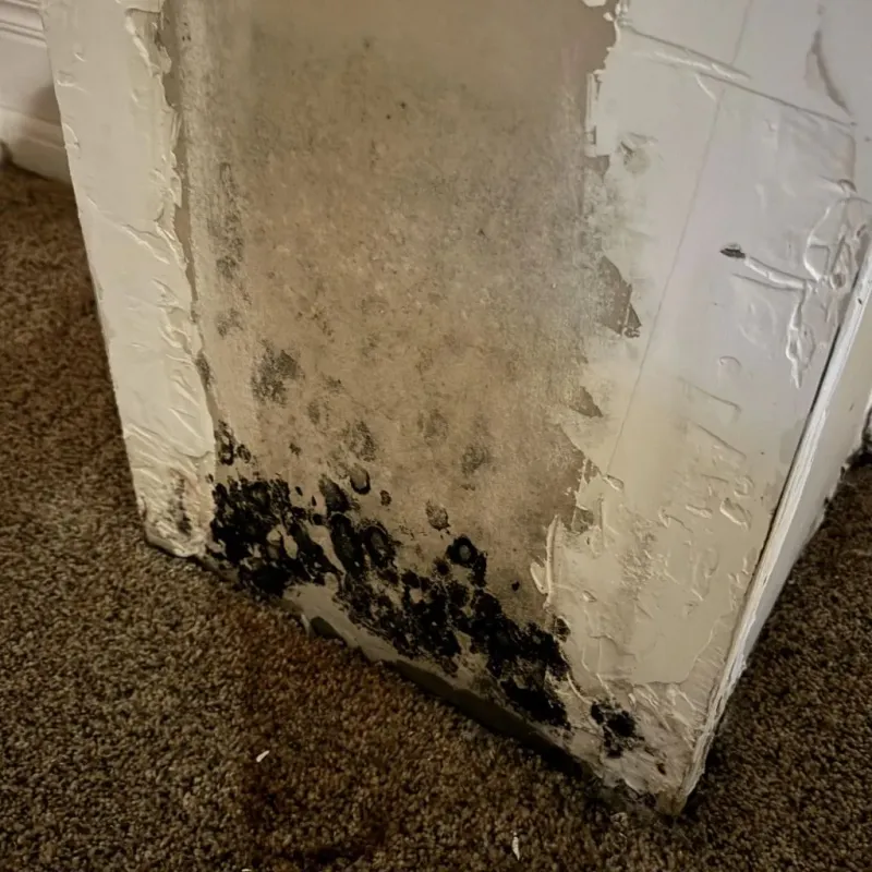 Professional Mold Removal in Creston, OH